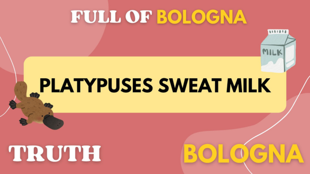 Full of Bologna - Round 2 image number null